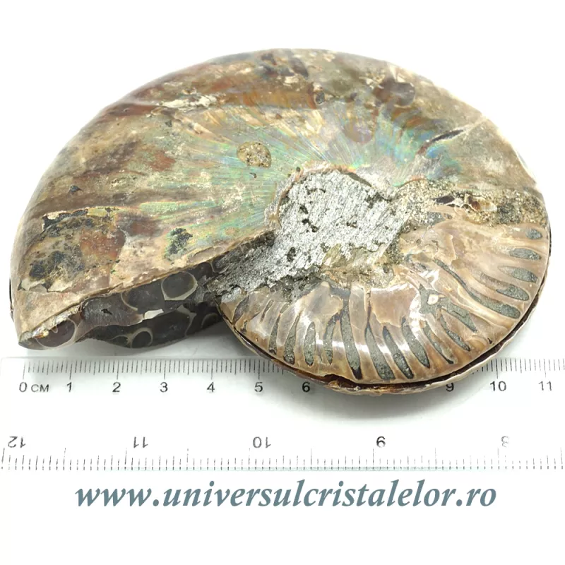 Amoniti cleoniceras pereche