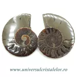 Amoniti pereche cleoniceras