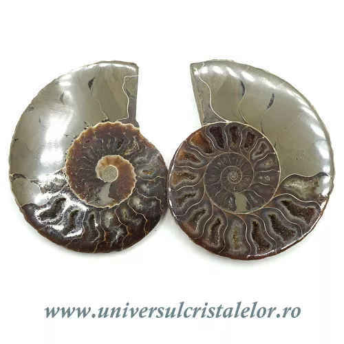 Amoniti pereche cleoniceras Amoniti pereche cleoniceras