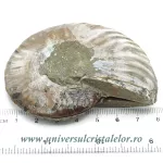 Amoniti pereche cleoniceras