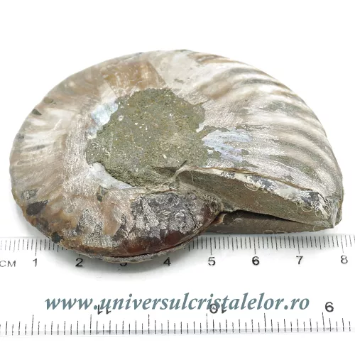 Amoniti pereche cleoniceras Amoniti pereche cleoniceras
