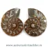 Amoniti cleoniceras pereche