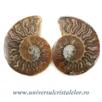 Amoniti cleoniceras pereche Amoniti cleoniceras pereche