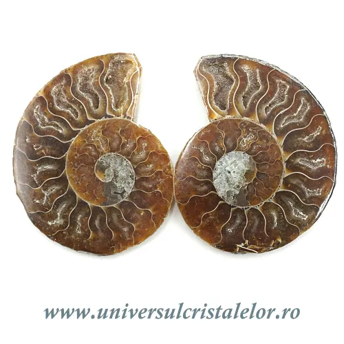 Amoniti cleoniceras pereche Amoniti cleoniceras pereche