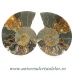 Amoniti cleoniceras pereche