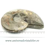 Amoniti cleoniceras pereche