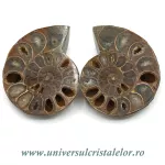 Amoniti cleoniceras pereche