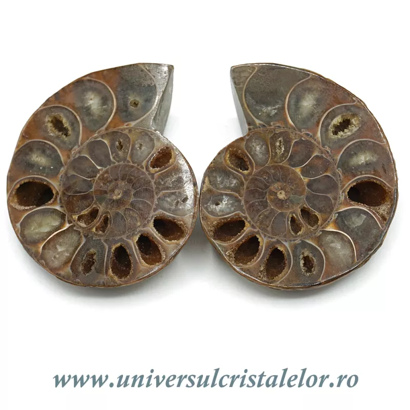 Amoniti cleoniceras pereche