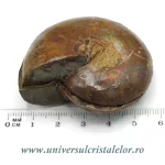 Amoniti cleoniceras pereche