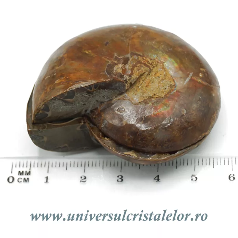 Amoniti cleoniceras pereche