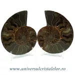 Amoniti cleoniceras pereche