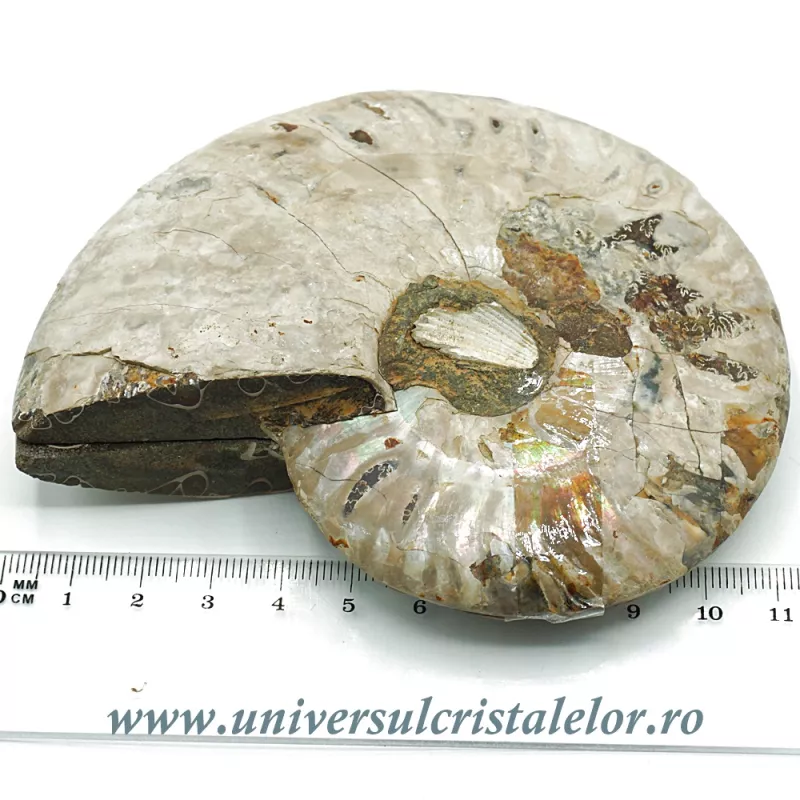 Amoniti cleoniceras pereche