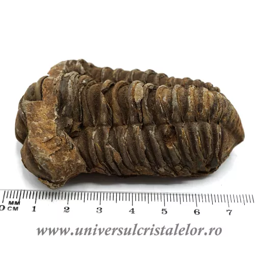 Trilobit