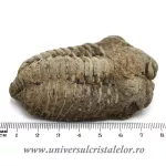 Trilobit