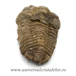 Trilobit