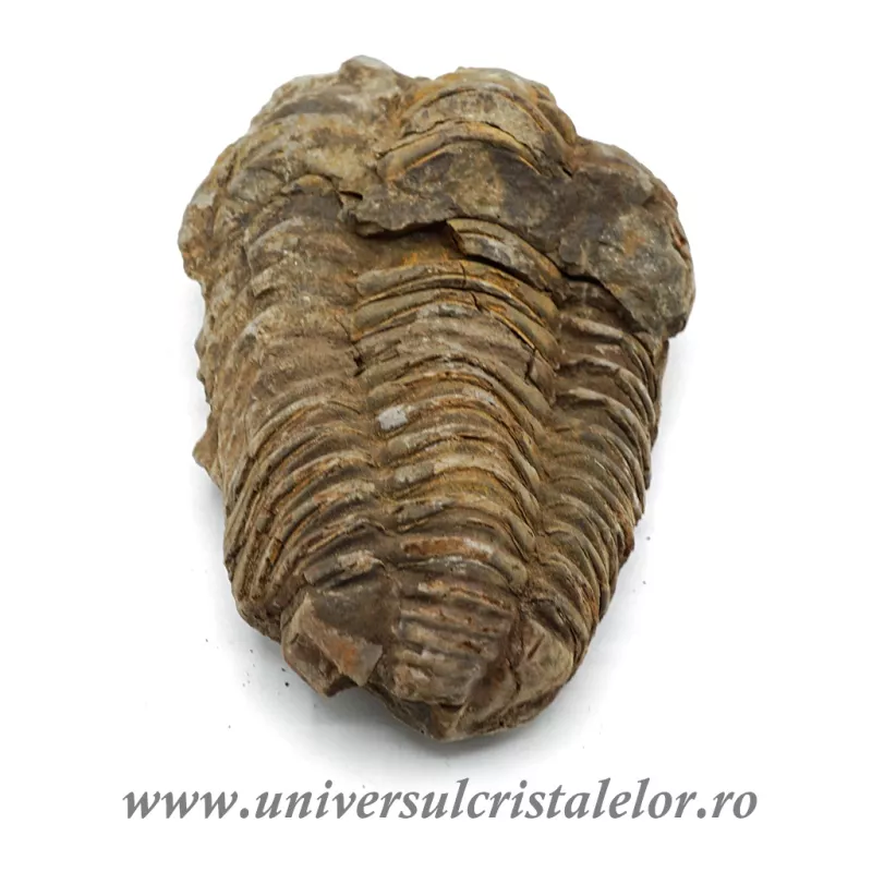 Trilobit