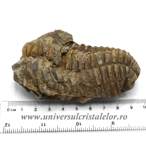 Trilobit