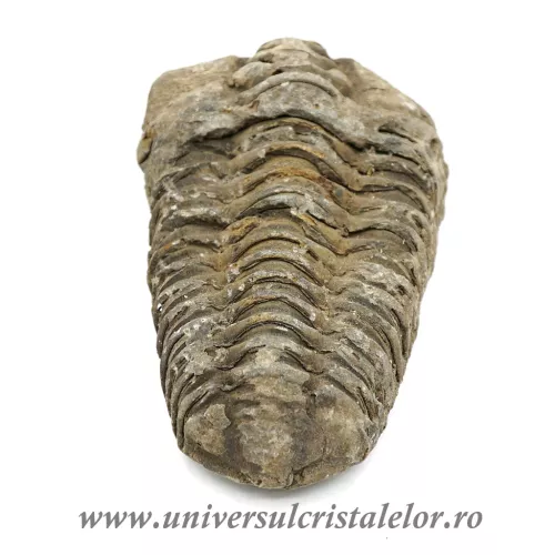 Trilobit