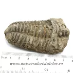 Trilobit