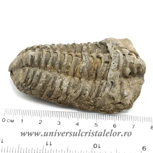 Trilobit