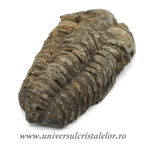 Trilobit Trilobit