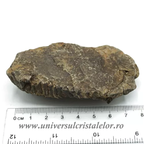 Trilobit Trilobit