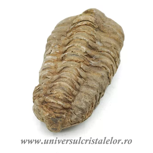 Trilobit Trilobit