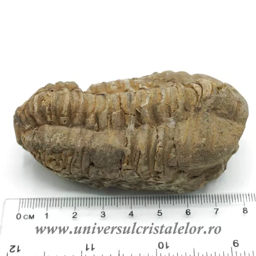 Trilobit Trilobit
