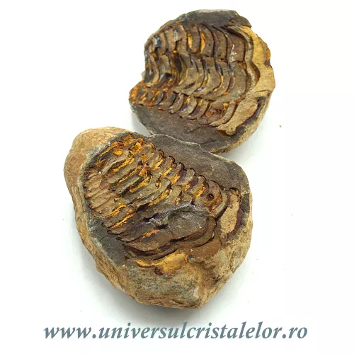 Trilobit in matrice Trilobit in matrice