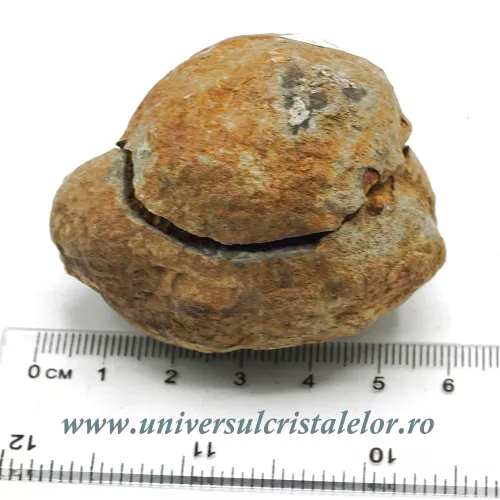 Trilobit in matrice Trilobit in matrice
