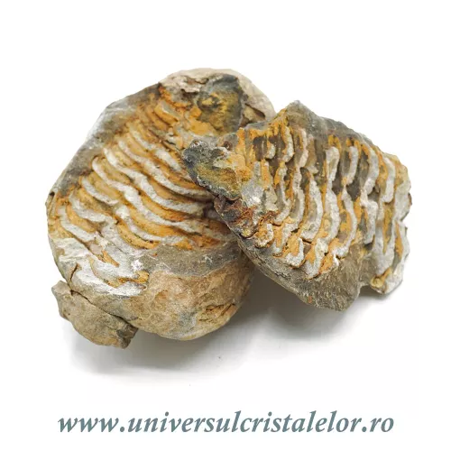 Trilobit in matrice Trilobit in matrice