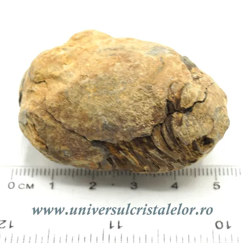 Trilobit in matrice Trilobit in matrice