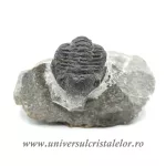 Trilobit