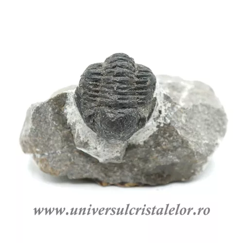 Trilobit