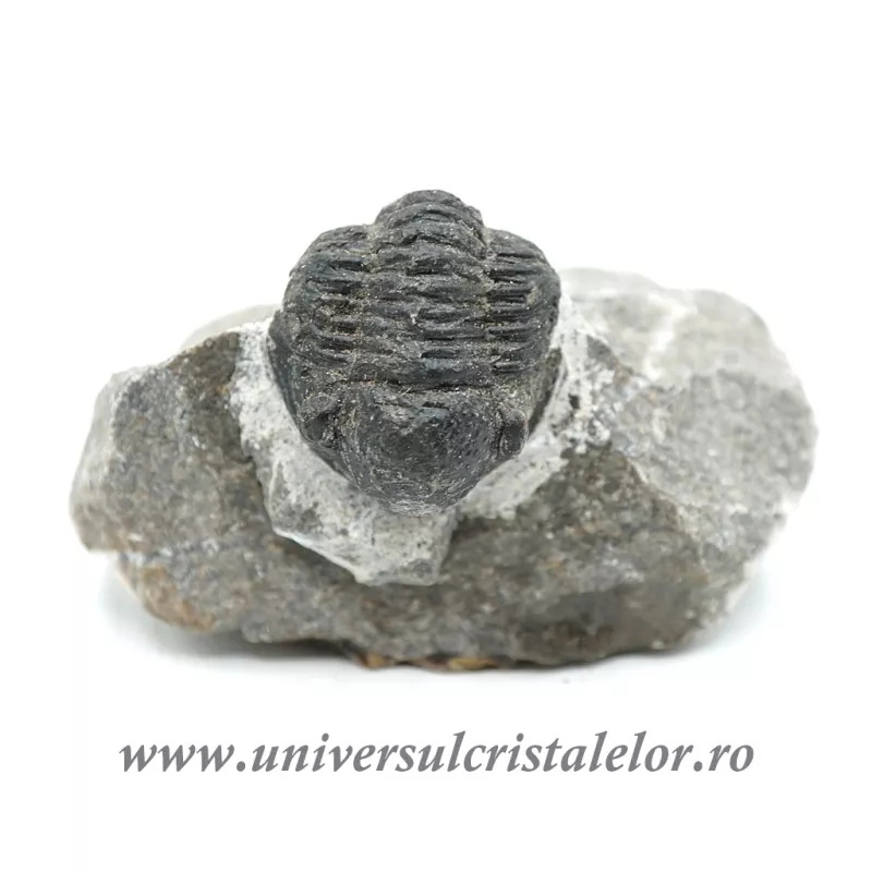 Trilobit