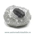 Trilobit Trilobit