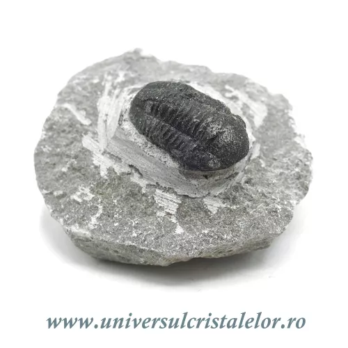 Trilobit Trilobit