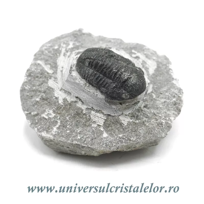 Trilobit Trilobit