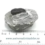 Trilobit Trilobit