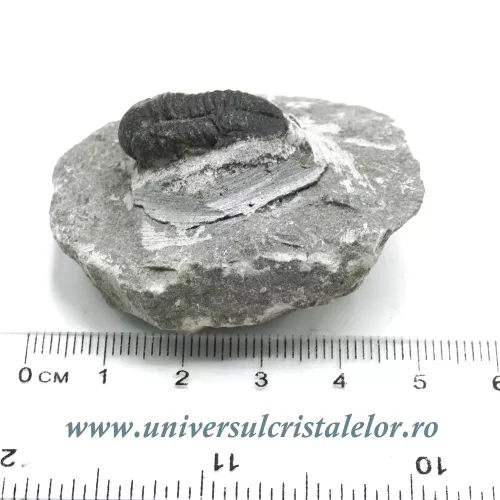 Trilobit Trilobit