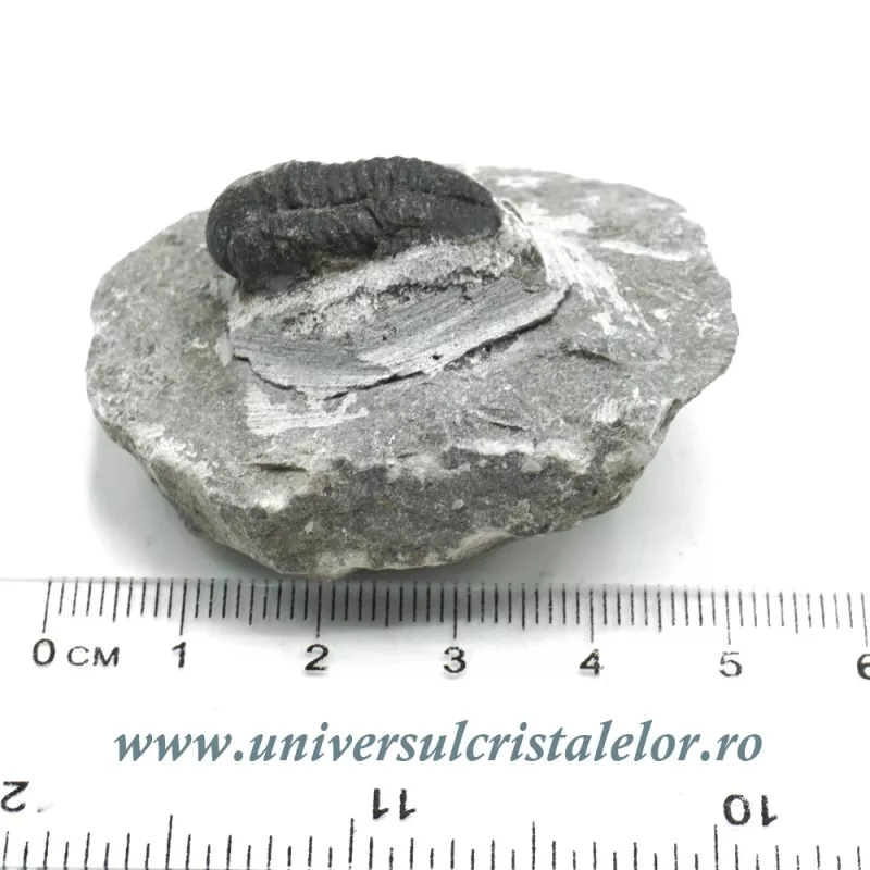 Trilobit Trilobit