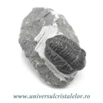 Trilobit Trilobit