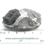 Trilobit Trilobit