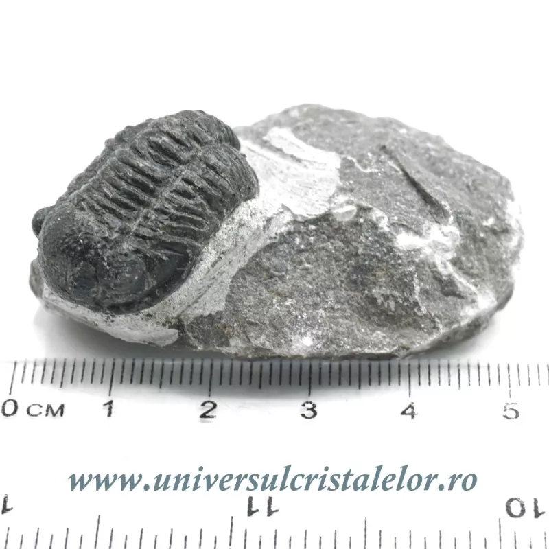 Trilobit Trilobit