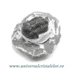Trilobit Trilobit