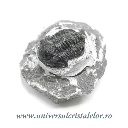 Trilobit Trilobit