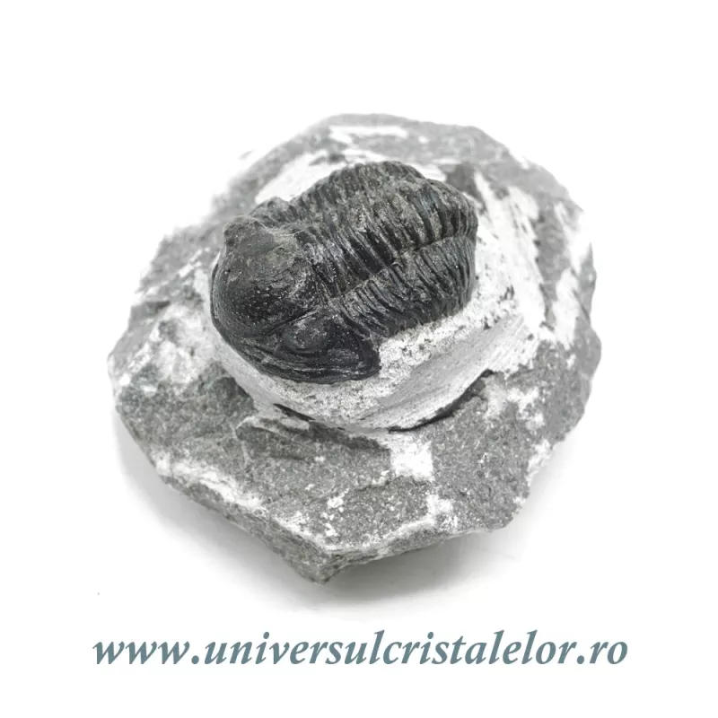 Trilobit Trilobit