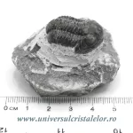 Trilobit Trilobit