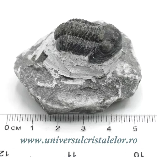 Trilobit Trilobit