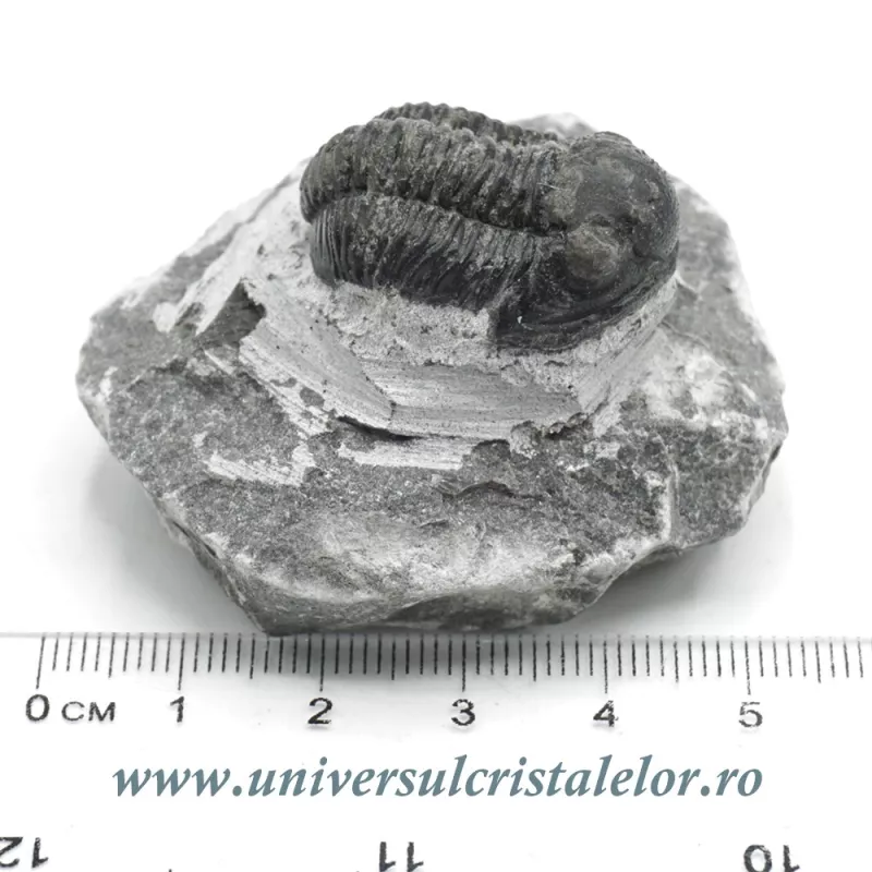 Trilobit Trilobit